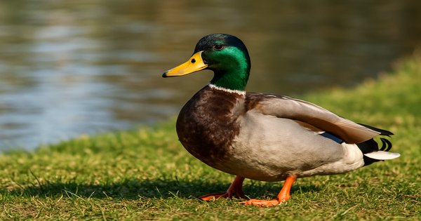 rüyada ördek görmek