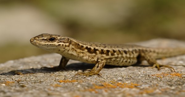 ruyada-kertenkele-gormek-600x315 rüyada kertenkele görmek