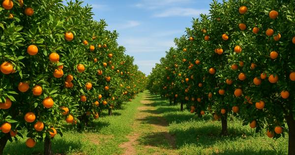 rüyada portakal bahçesi görmek