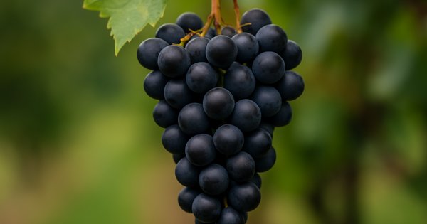 rüyada siyah üzüm görmek