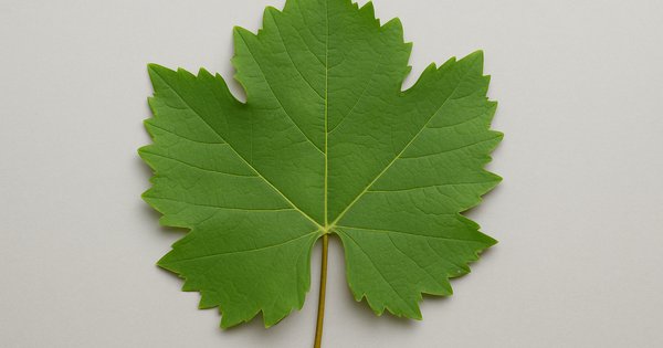 rüyada üzüm yaprağı görmek