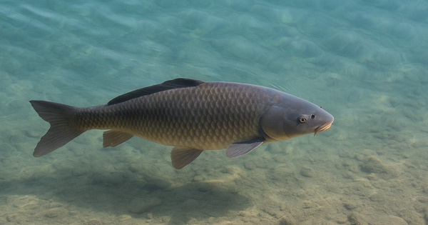 rüyada büyük balık görmek