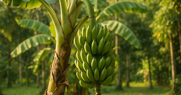 rüyada muz ağacı görmek