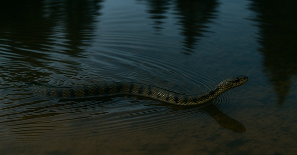 rüyada su yılanı görmek
